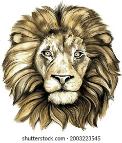 lion head painted in vector watercolor on white background.