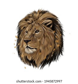 Lion head portrait from splash watercolor  colored drawing  realistic  Vector illustration paints