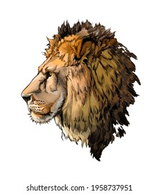 Lion head portrait from splash watercolor  colored drawing  realistic  Vector illustration paints