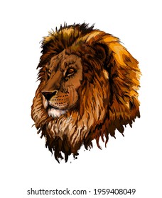 Lion head portrait from