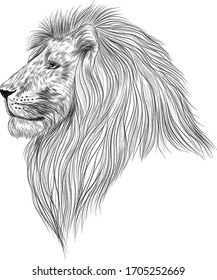 lion head sketch black and white vector illustration
