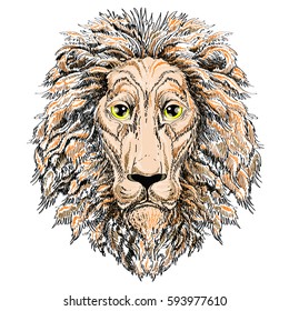   lion head , vector illustration on a white background