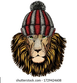 Lion head. Wild animal portrait. Face of african cat. Knitted wool winter hat.