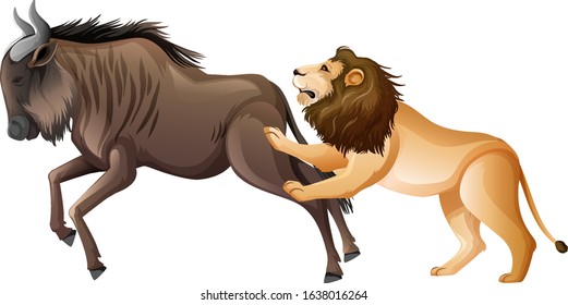 Lion Hunting Wild Buffalo On White Background Illustration