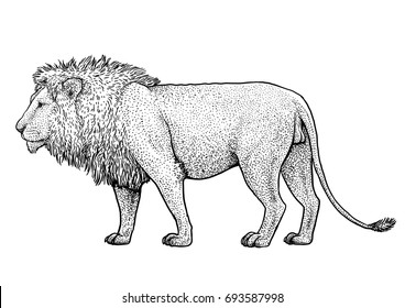 Lion illustration, drawing, engraving, ink, line art, vector