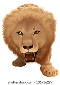 Lion illustration - species Pathera leo