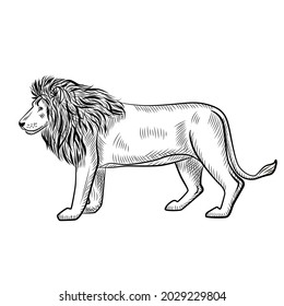 Lion isolated on white background. Sketch graphic predator of savannah in engraving style. Design retro black and white drawing. Vector illustration.