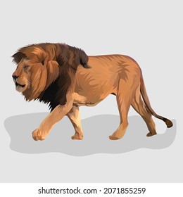 lion isolated realistic hand drawn vector and illustrations white background