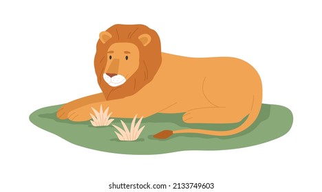 Lion, king animal relaxing on grass. Wild feline with mane lying. Jungle habitant. African tropical carnivore. Flat vector illustration of exotic lionet isolated on white background