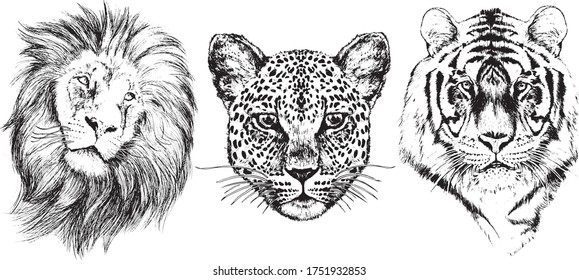 Lion, leopard, tiger, vector graphics black isolated on a white background.