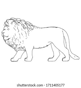 Ilustración de líneas de león. León vector abstracto sobre el fondo blanco