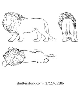 Lion lines illustration. Abstract vector lion on the white background