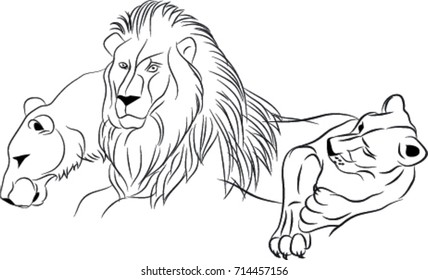 Lion and Lioness
