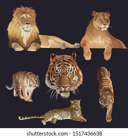 Lion, lioness, tigers and leopard. Set of wildcats. Vector illustration isolated on black background