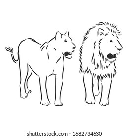 lion and lioness, vector sketch illustration