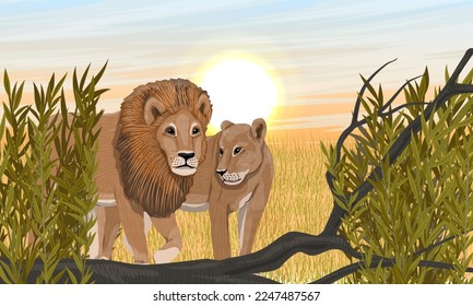 A lion and a lioness are walking on the African savannah. African wild predators. Realistic vector landscape