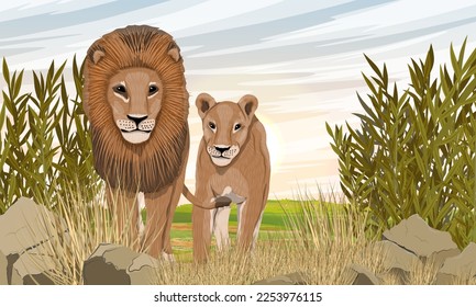 A lion and a lioness are walking on the African savannah. Dry grass, shrubs and stones. African wild predators. Realistic vector landscape