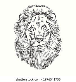 Lion muzzle front view. Ink black and white doodle drawing in woodcut style.