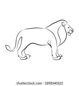 Lion. Outlined silhouette of a lion isolated on a white background. Vector 10 EPS.