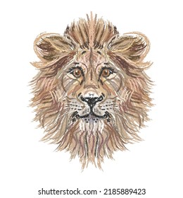 Lion. pastel Color, realistic portrait art of a lion's head on a white background