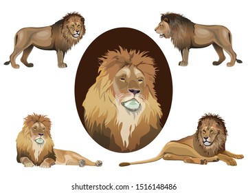 Lion portraits of the head, in full growth and lying in various poses. Set of vector illustrations isolated on white background