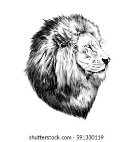 Lion Proud, Face In Profile, Looking Into The Distance, Sketch, Vector, Black-and-white Drawing