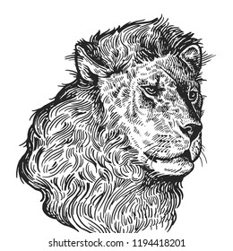Lion. Realistic portrait of African animal. Vintage engraving. Vector illustration art. Black and white hand drawing. Head of lion is close-up. Facial expressions of Wildlife predator. Sketch