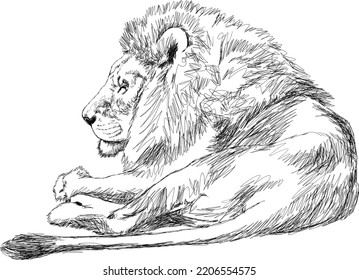 Lion resting line art. Realistic sketch illustration. Isolated vector drawing, wild jungle animal.