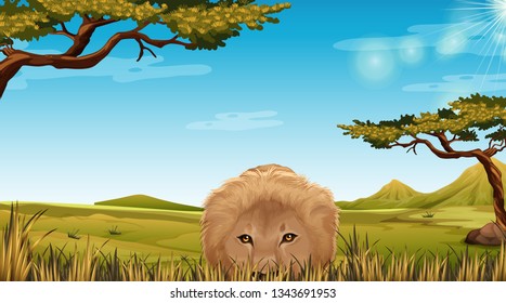 A lion in Savannah scene illustration