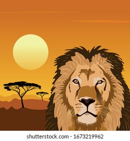 
lion in the savannah with sunset. Vector illustration