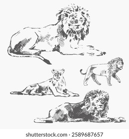 Lion set. Collection of drawings safari. Vintage paper. Wild and exotic animals. Hand drawn in vintage style. Hand drawn line graphics. Isolated on white background. Vector description.