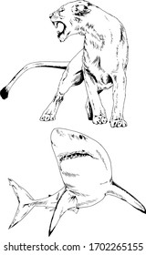 lion and shark, a set of vector drawings of predators, drawn by hand without a background, for tattoos and logos