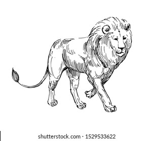 Lion sketch. Hand drawn illustration converted to vector. Isolated on white background.