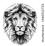 
Lion. Sketchy, graphical, black and white  portrait of a lion