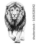 Lion. Sketchy, graphical, black and white  portrait of a lion walking forward on a white background.