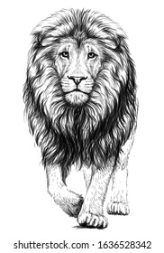 Lion. Sketchy, graphical, black and white  portrait of a lion walking forward on a white background.