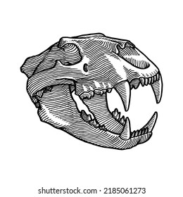 Lion Skull, Hand Drawn Animal Illustration, Isolated Vector