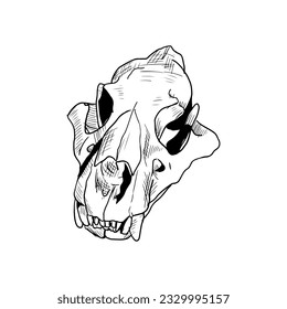 Lion skull illustration. Isolated on white. Hand-drawn style.