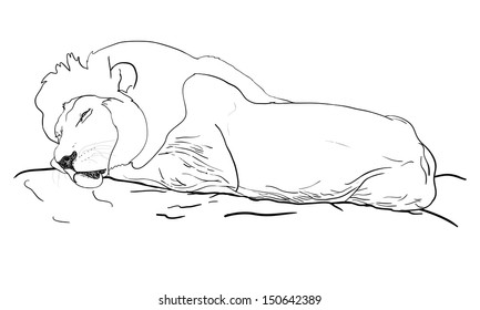 Lion is sleeping on the rock