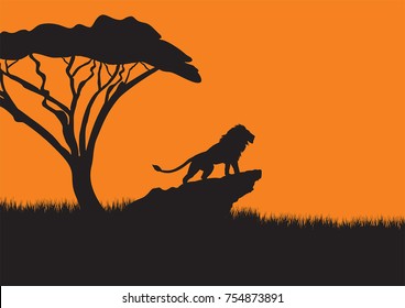 A lion standing on a stone see the sunset in the Savannah.