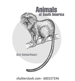 Lion tamarin hand drawing. Animals of South America series. Vintage engraving style. Vector illustration art. Black and white. Object of nature naturalistic sketch.