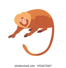 Lion tamarin or monkey with reddish hair, golden mane and long tail. Exotic jungle animal with fluffy fur. Tropical fauna species. Colored flat vector illustration isolated on white background