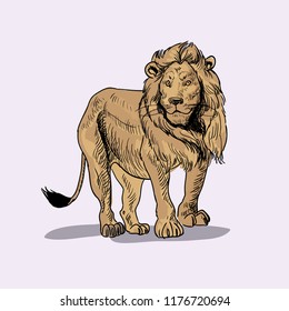 Lion vector illustration isolated on background. Safary animal. Africa.