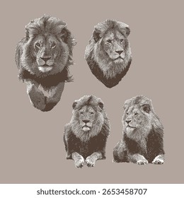 Lion, lion vector, lion illustration, line drawing on brown background.