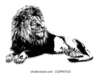 Lion Vector image with white Background