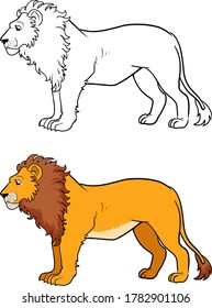 lion walking forward on a white background 