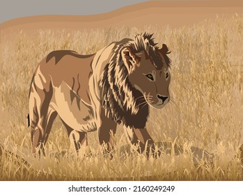 Lion walks through the field of grass somewhere in Africa