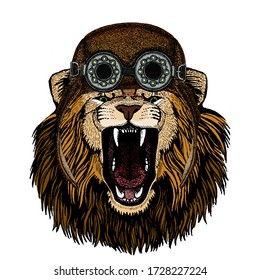 Lion. Wild animal portrait. Face of african cat. Aviator flying leather helmet with googles.