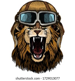 Lion. Wild animal portrait. Face of african cat. Vintage aviator helmet with googles.