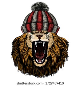 Lion. Wild animal portrait. Face of african cat. Knitted wool winter hat.